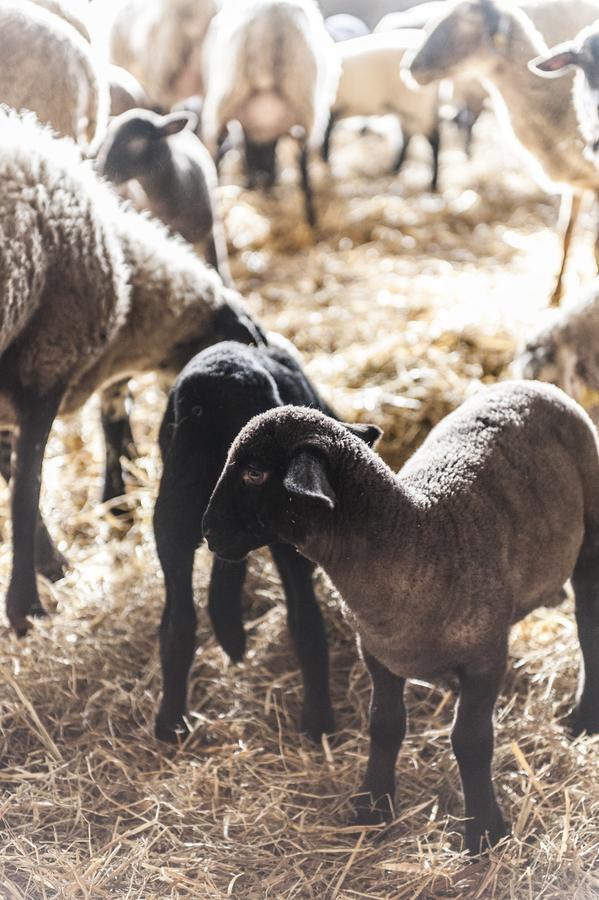 Tenuta San Felice Giano dellʼUmbria エクステリア 写真